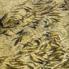 _MG_9128(Peces)