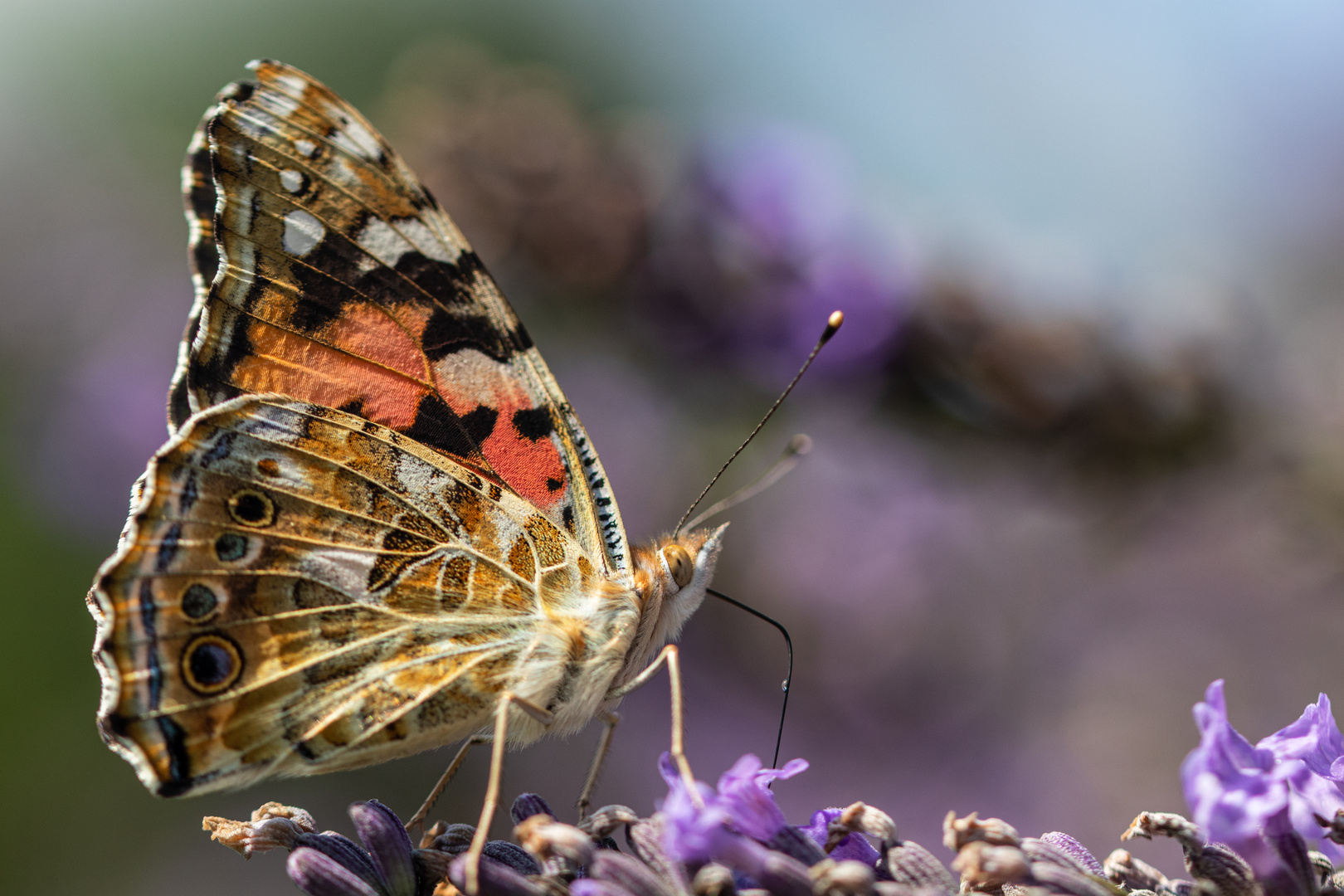 _MG_9180 Schmetterling