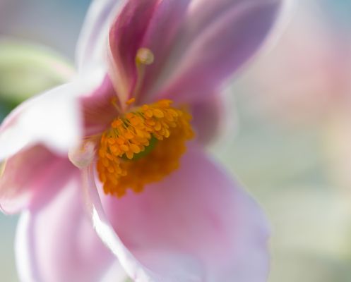 _MG_9263 Pastellfarben