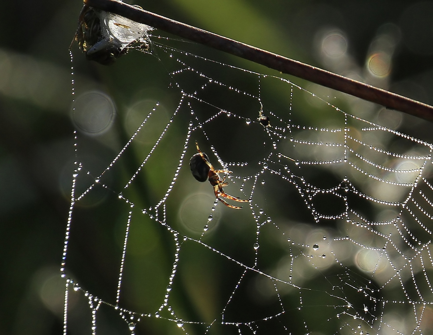 _MG_9540 Spinne 2