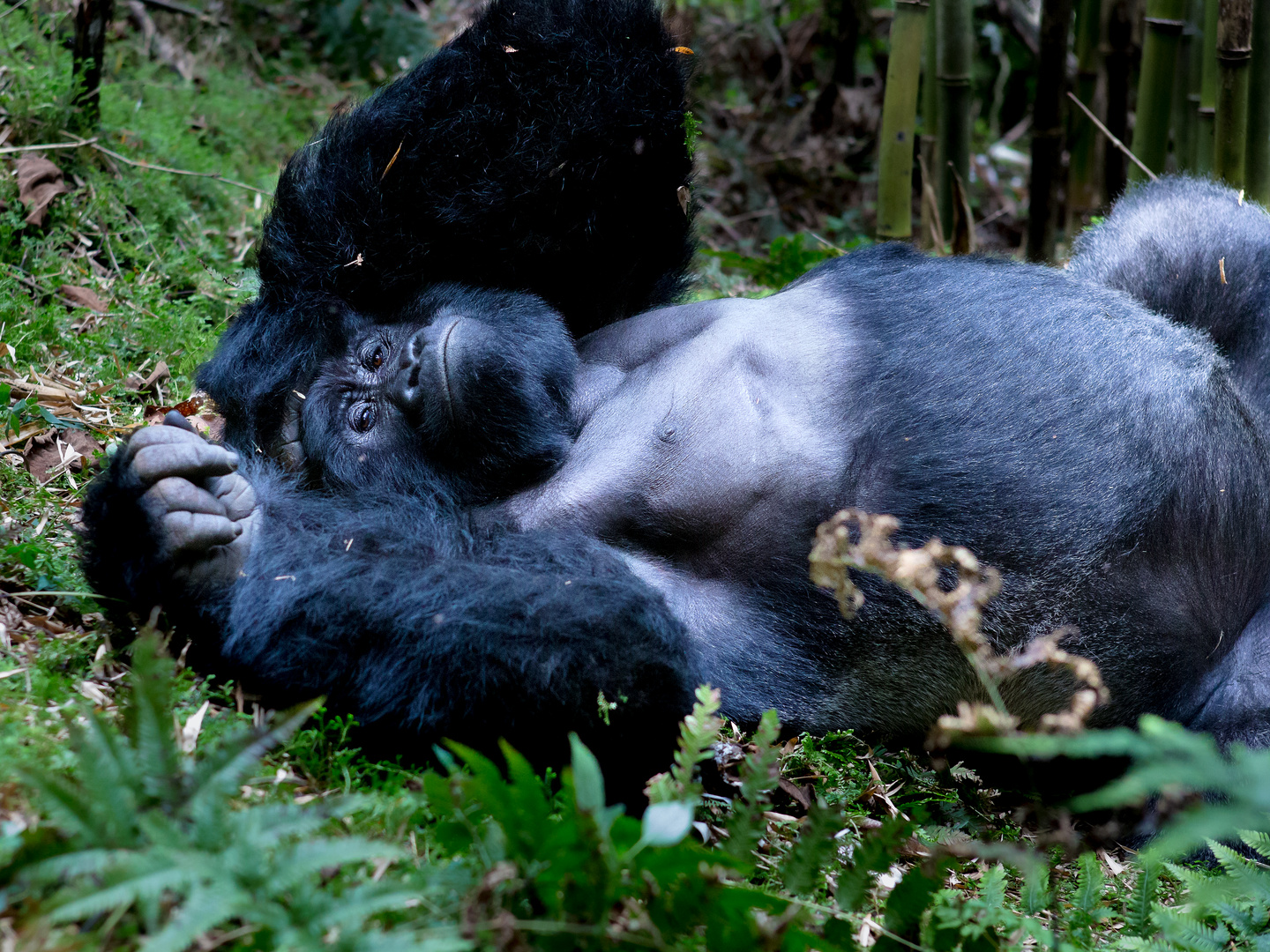 Mgahinga Gorilla Nationalpark