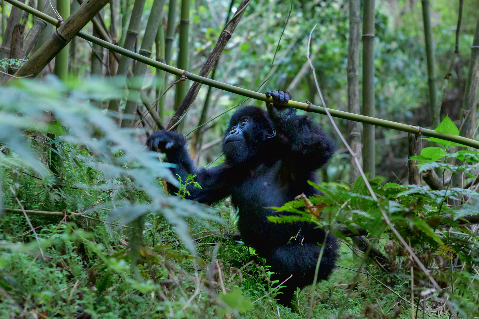 Mgahinga Gorilla Nationalpark II