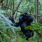 Mgahinga Gorilla Nationalpark II