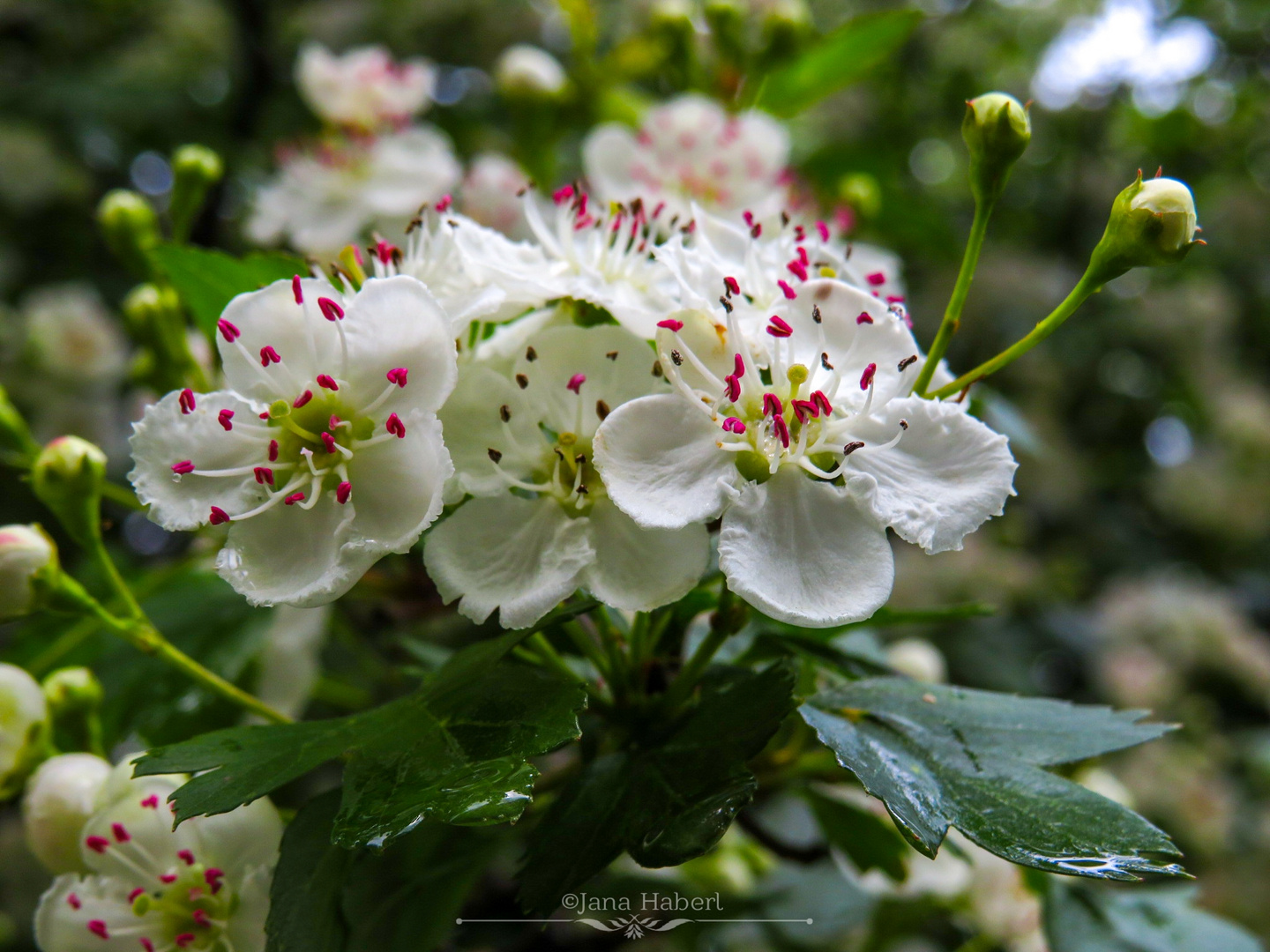 Mhhh der Duft von Frühling 