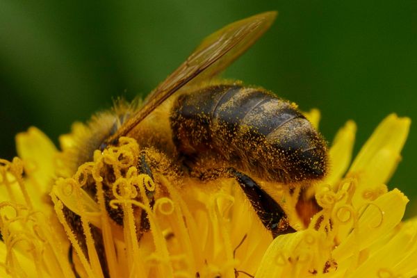 Mhhh - endlich Frühling!