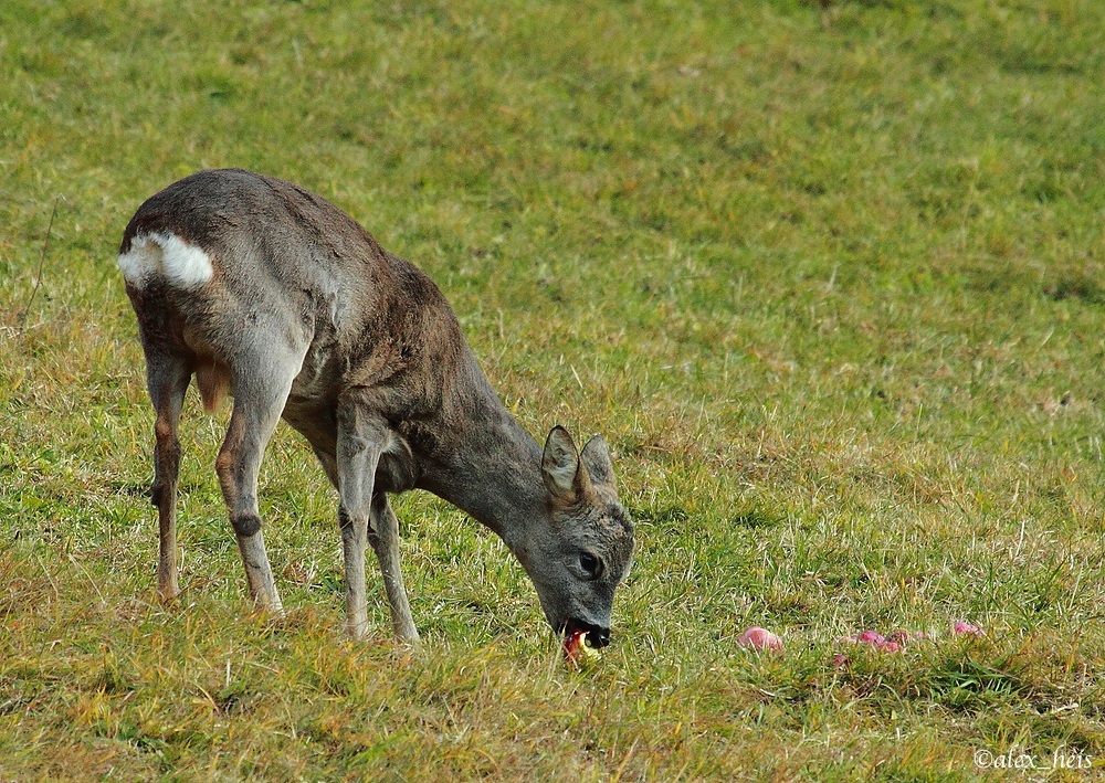 mhhh lecker....