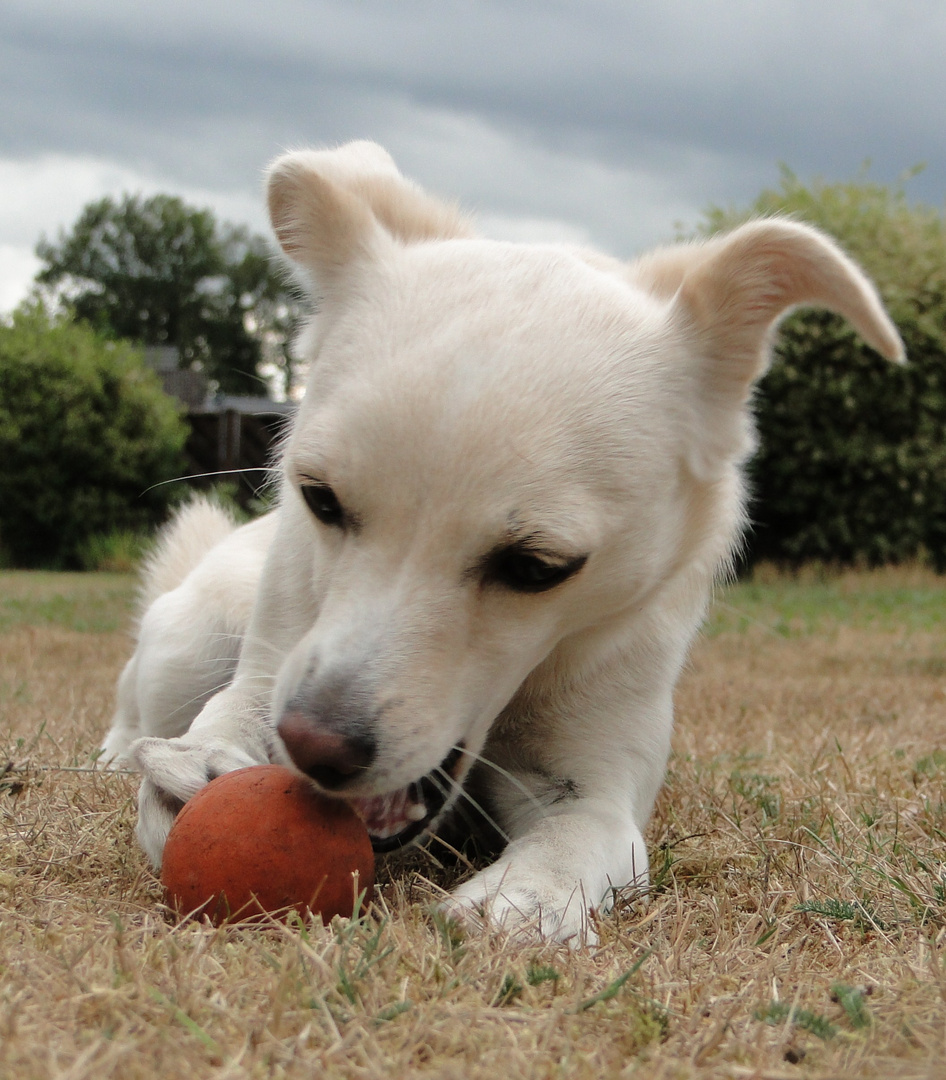 Mhhhhh, lecker ! Mein alter Ball !