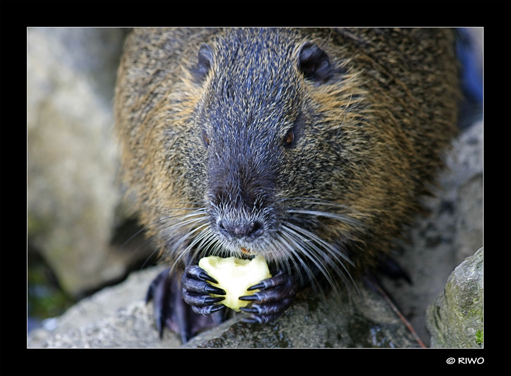 mhhhhhh schmeckt der Apfel gut......