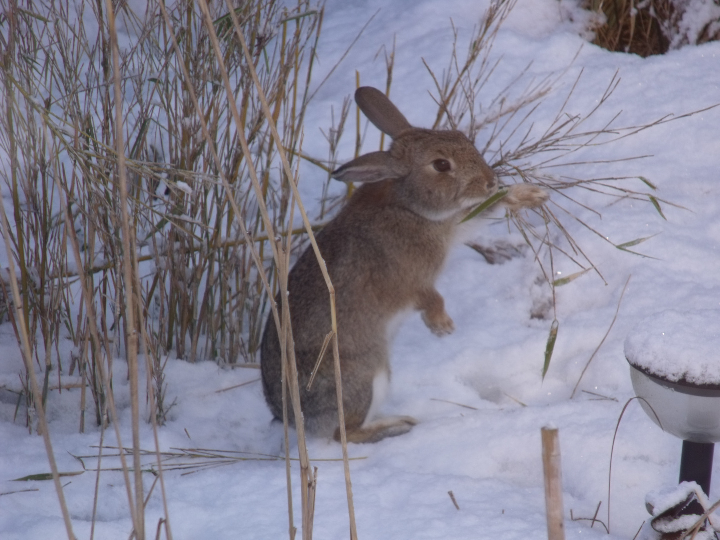 Mhm, lecker Bambus Foto & Bild tiere, haustiere, nagetiere
