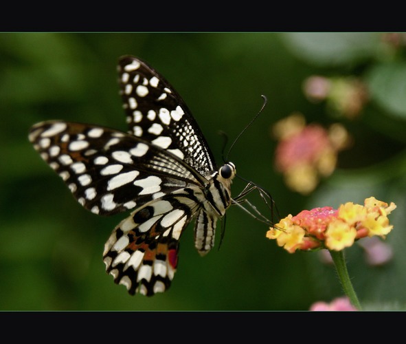 Mhmm lecker.....metterling