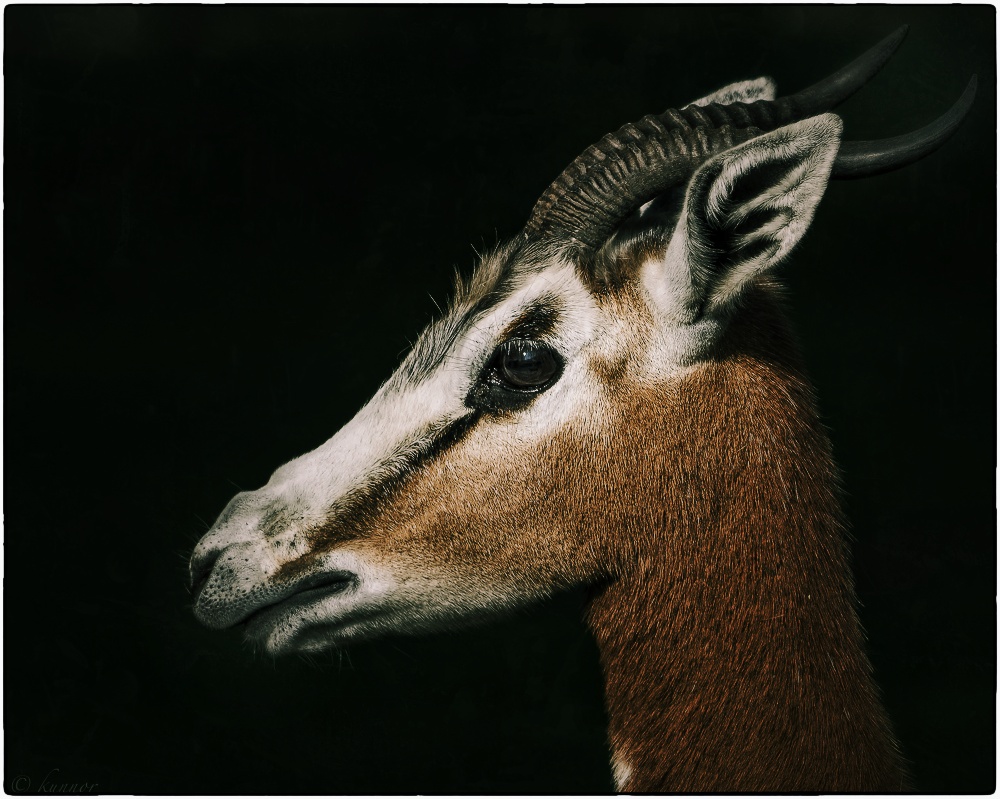 Mhoor-Gazelle