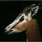 Mhoor-Gazelle