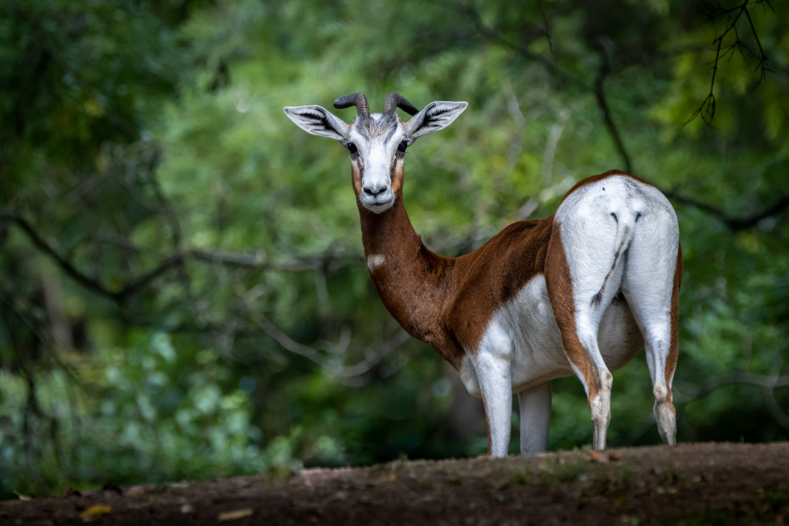 Mhorr Gazelle