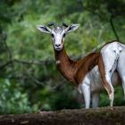 Mhorr Gazelle