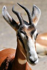 Mhorr gazelle