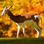 Mhorr-Gazelle im Herbstlicht