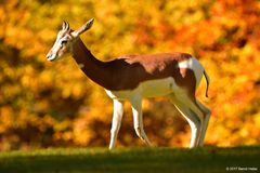 Mhorr-Gazelle im Herbstlicht