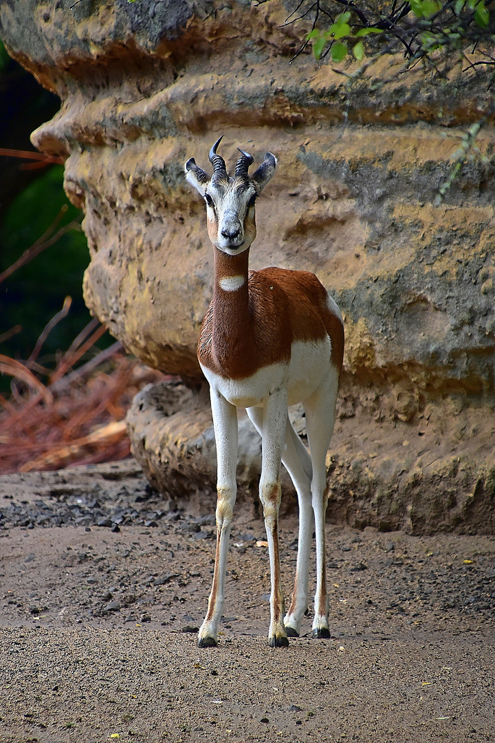 Mhorr-Gazelle (Nanger dama mhorr)