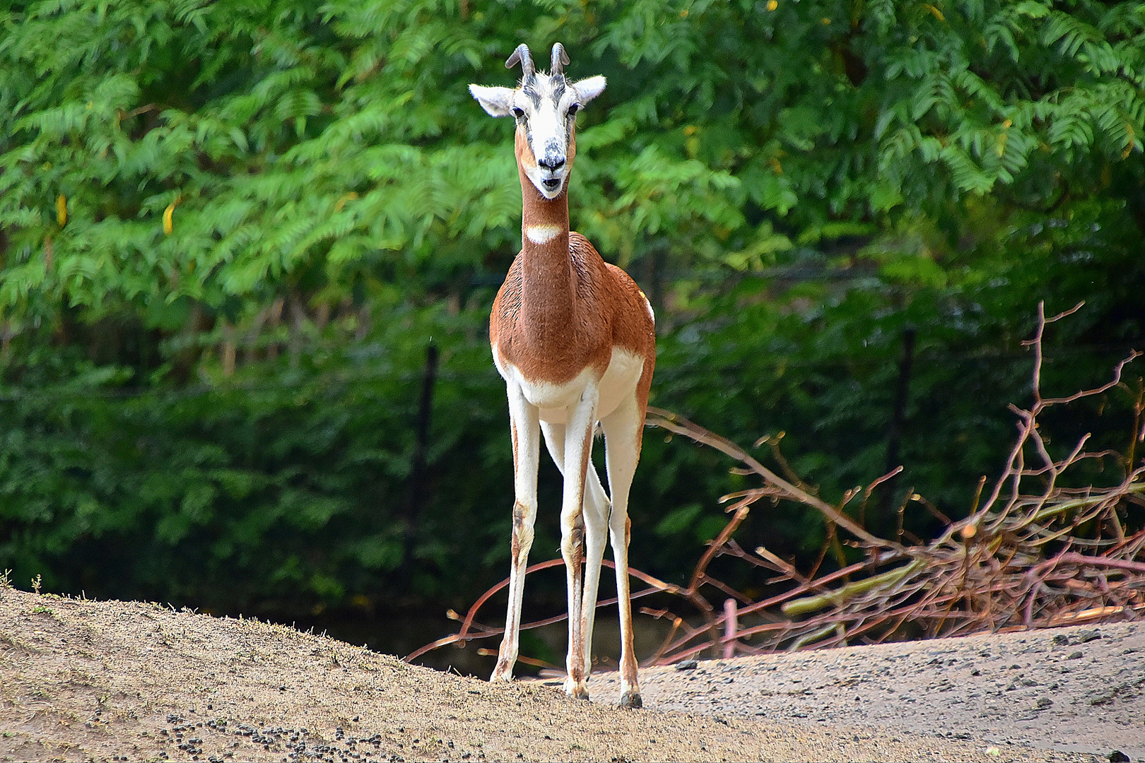 Mhorr-Gazelle (Nanger dama mhorr)