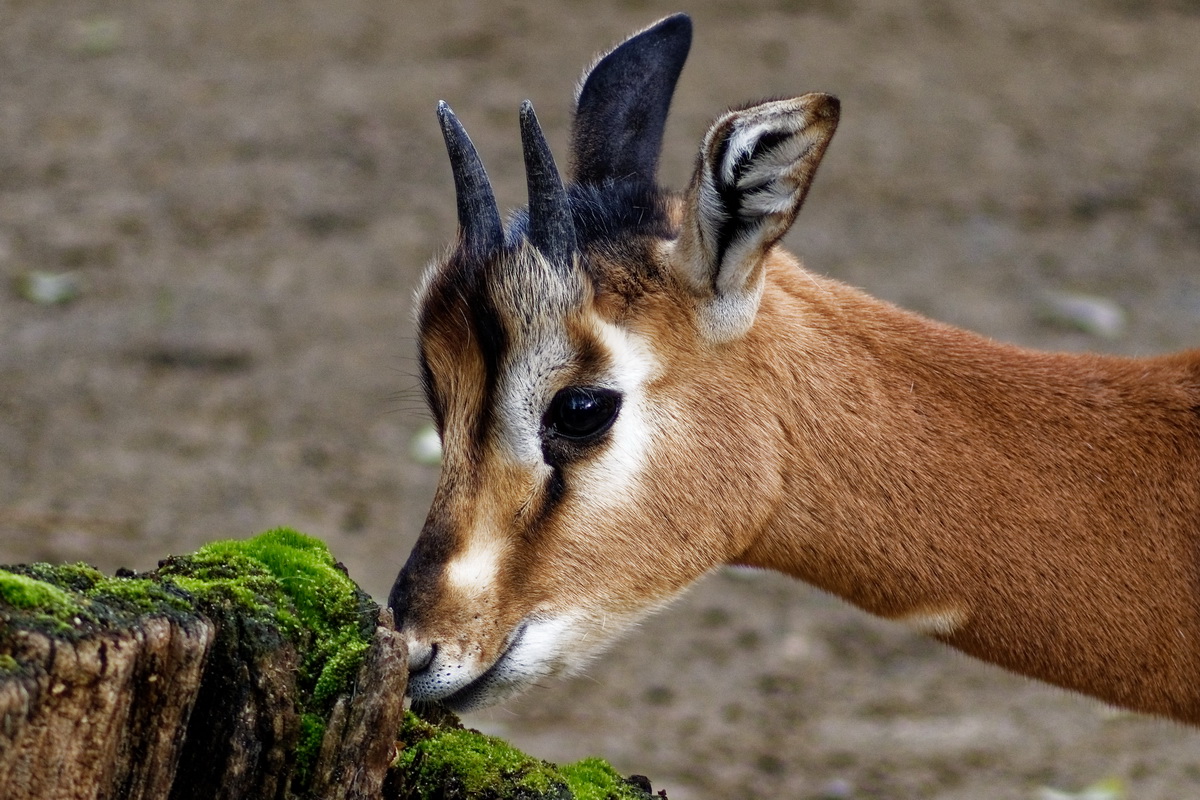 Mhorrgazelle