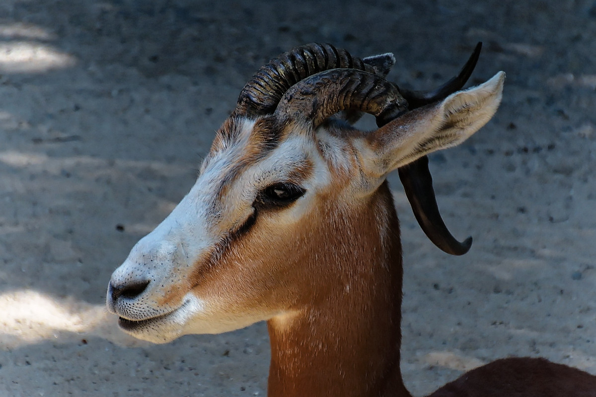 Mhorrgazelle