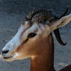 Mhorrgazelle