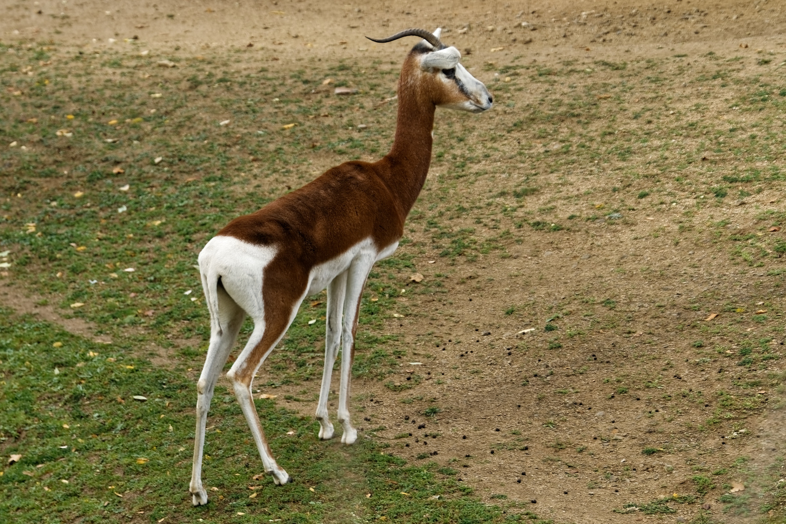 Mhorrgazelle 