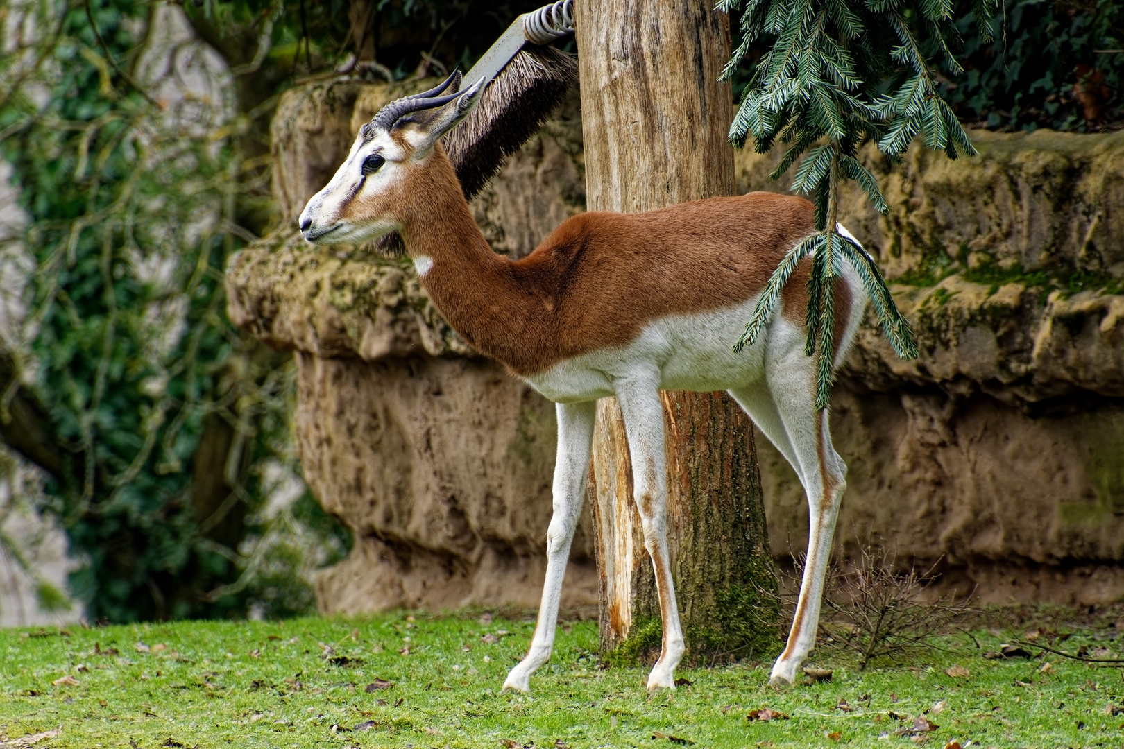 Mhorrgazelle