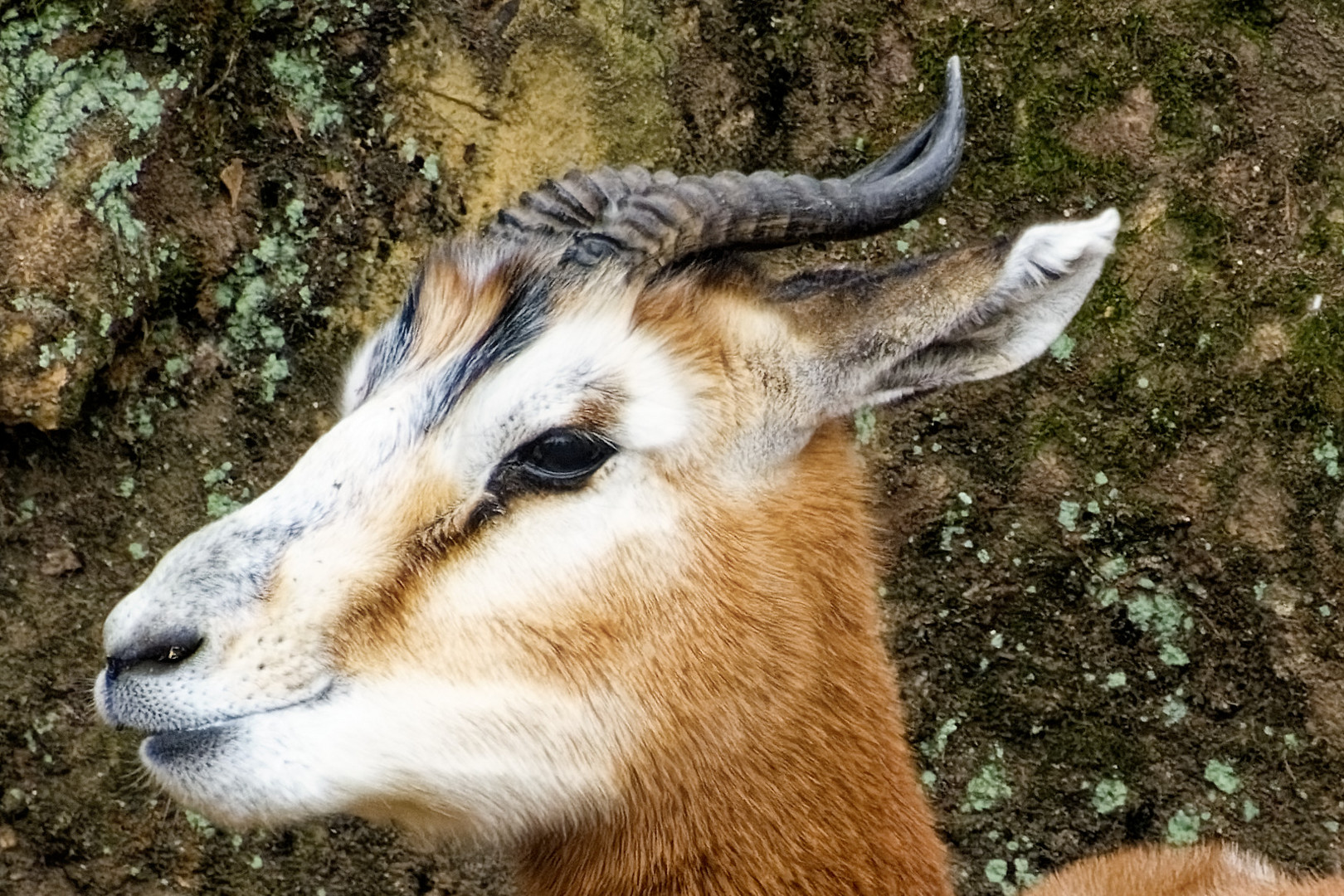 Mhorrgazelle