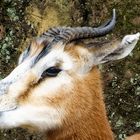 Mhorrgazelle