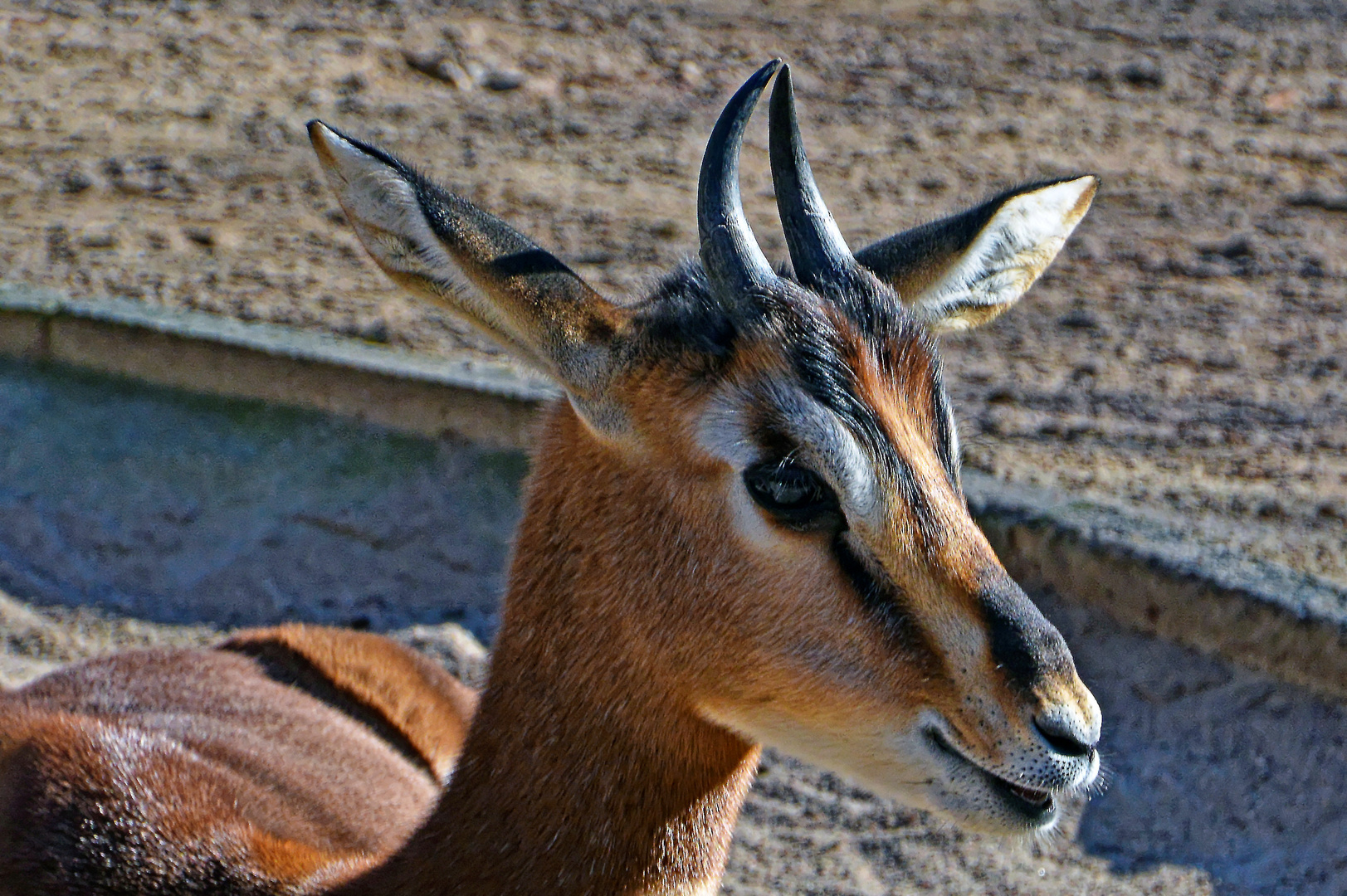 Mhorrgazelle