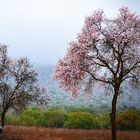 Mi almendro