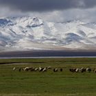 Mi août, l'été s'achève déjà au lac song kul