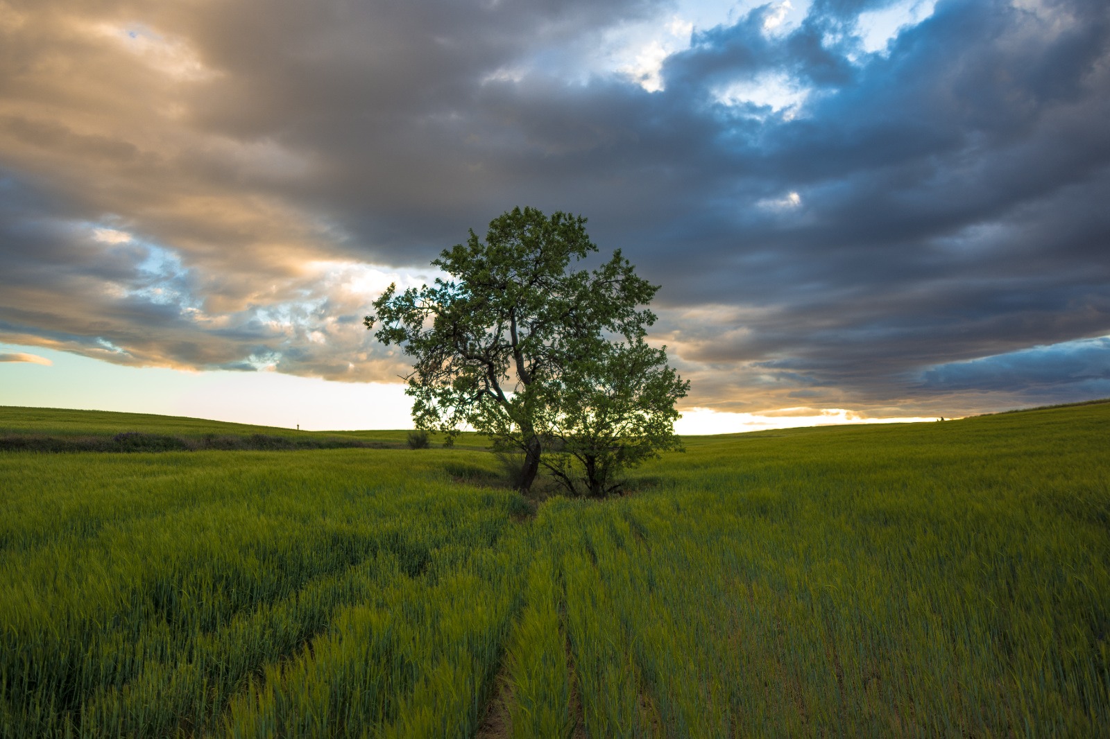 mi arbol favorito