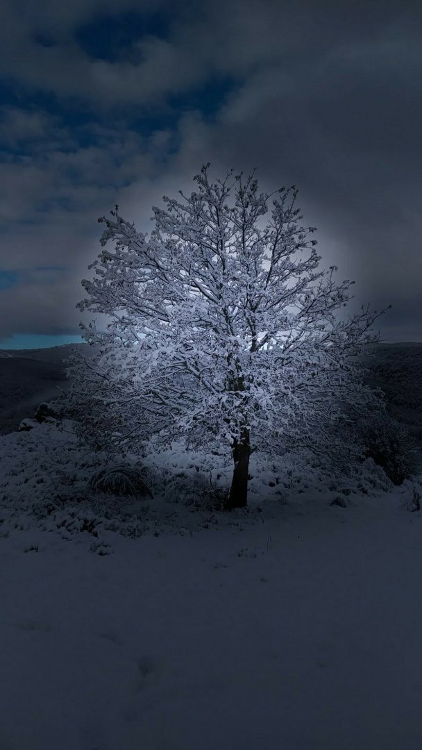 Mi árbol y yo