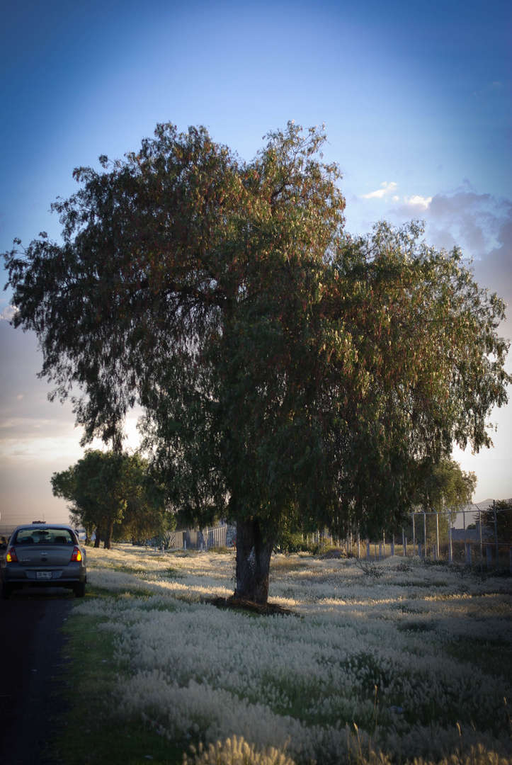 MI ARBOL Y YO...!!!