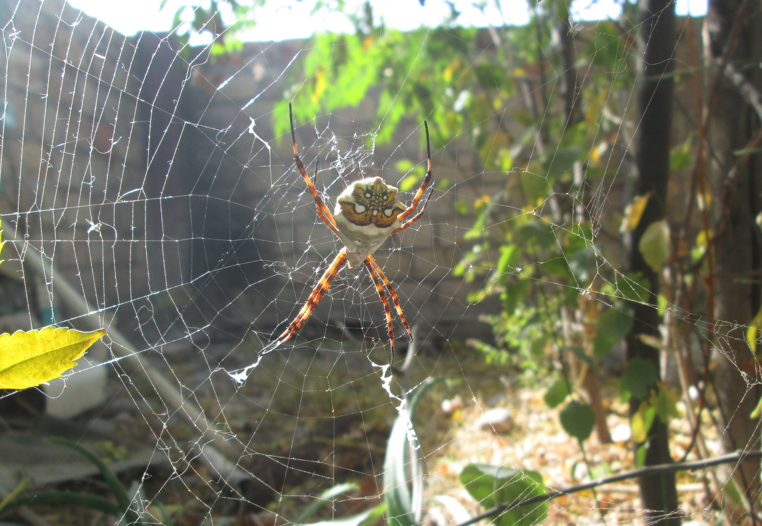 Mi Argiope