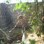 Mi Argiope