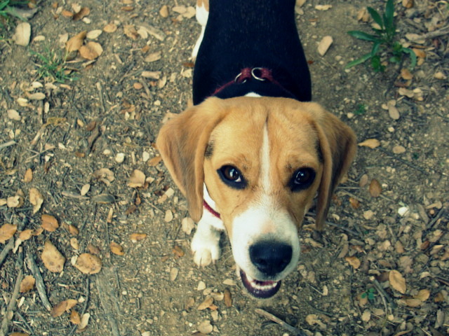 Mi beagle bonita