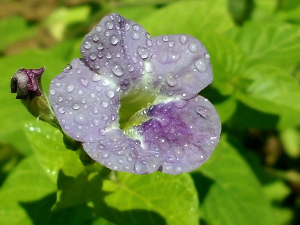 Mi Bella Flor Silvestre II