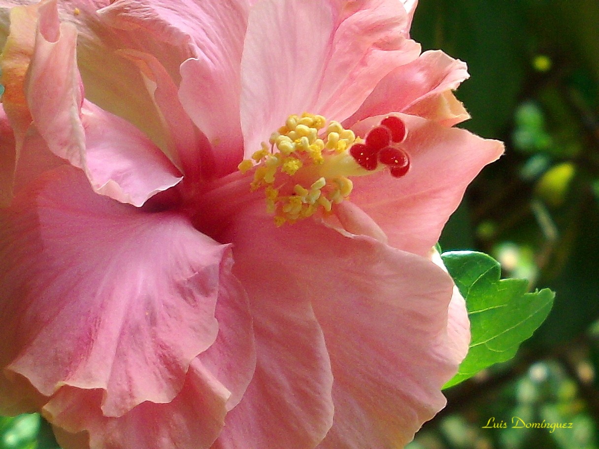 Mi Bella Hibiscus