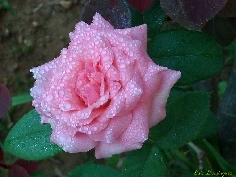 Mi Bella Rosa Rosada