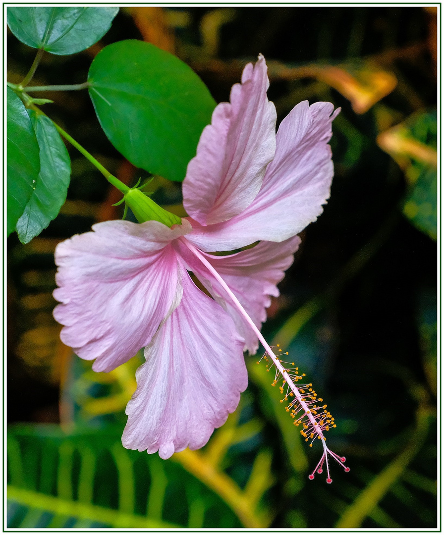 Mi-Blümchen - Hibiskusblüte - 26.08.2020