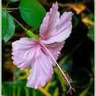 Mi-Blümchen - Hibiskusblüte - 26.08.2020