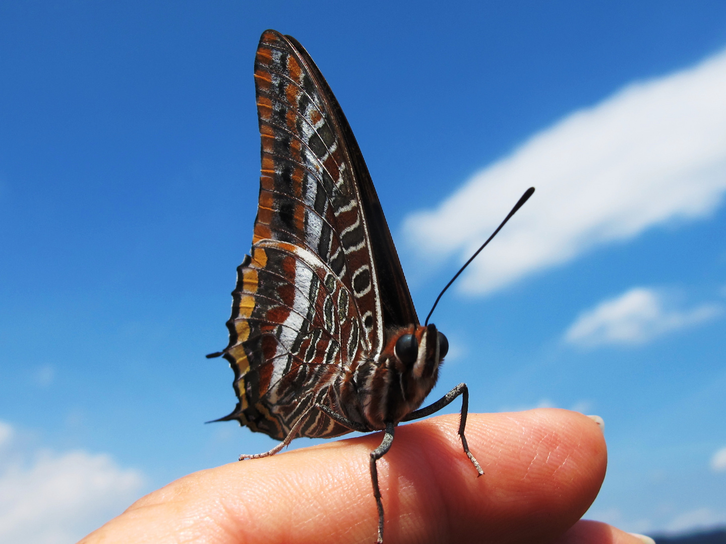 Mi buena preciosa Mariposa