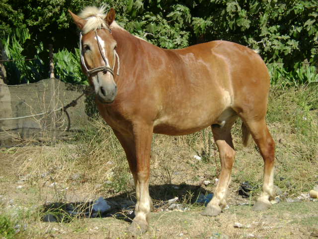 MI CABALLO PERCHERON