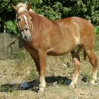 MI CABALLO PERCHERON