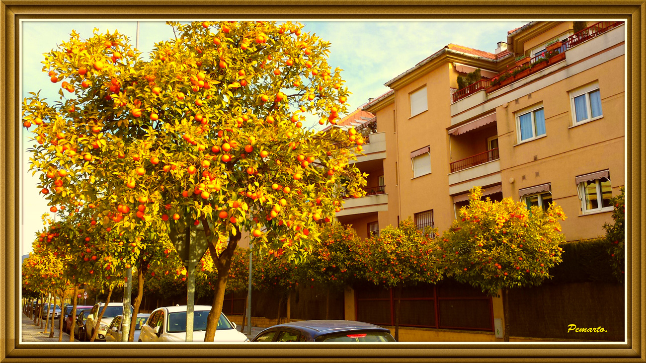 Mi calle llena de Naranjos colmados de Fruta. Córdoba.