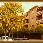 Mi calle llena de Naranjos colmados de Fruta. Córdoba.