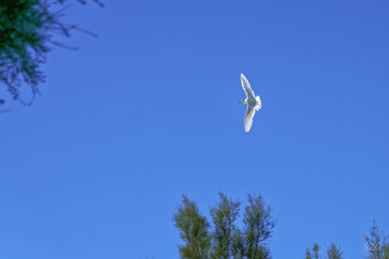 Mi Cielo